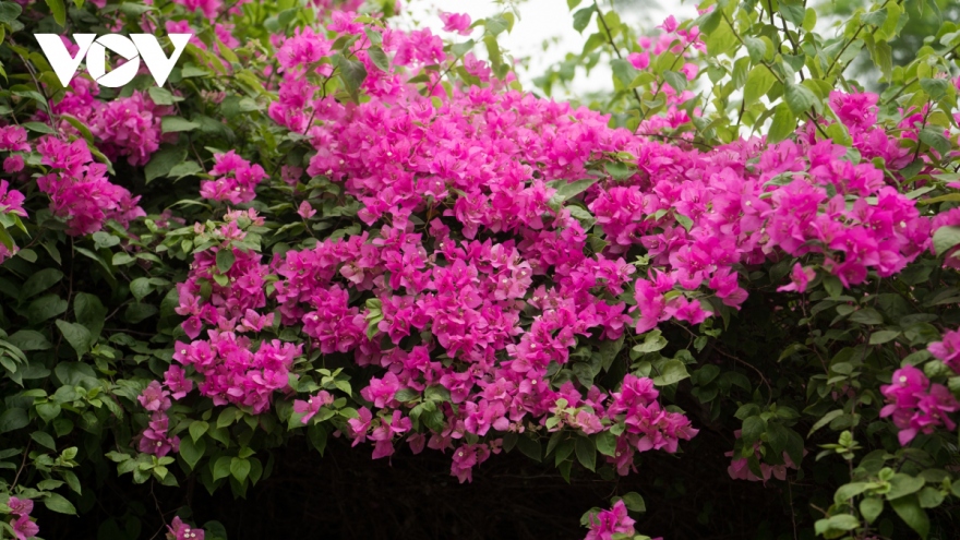 Blossoming Hoa Giay flowers beautify Hanoi during summer